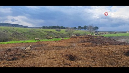 Gübre yığınına batan koyunu itfaiye kurtardı