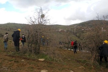 Yabani ahlat ağaçları, aşılanarak üretime değer katacak