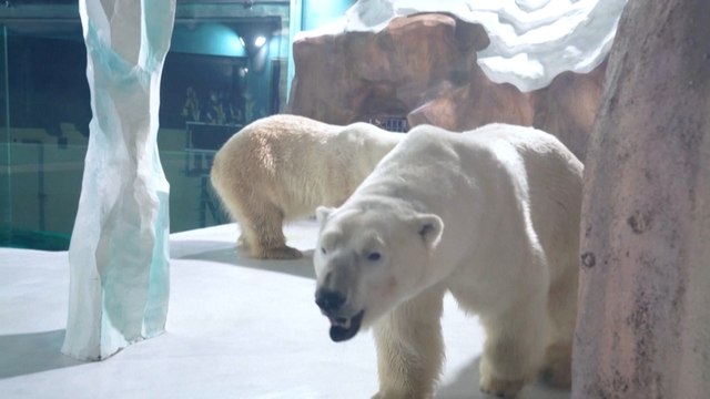 En Chine, l’ouverture d’un hôtel exhibant des ours polaires en captivité suscite l’indignation