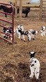 Herd of Excited Baby Goats Hopping Around