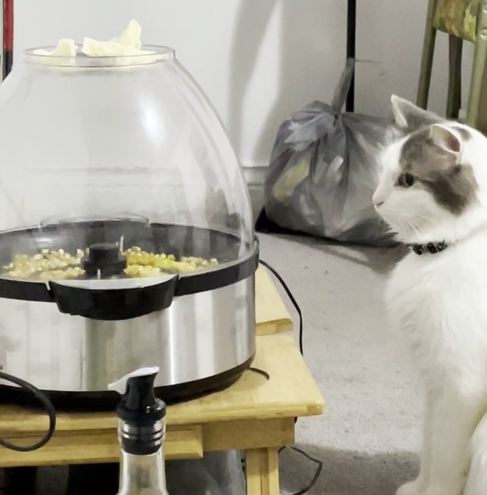 Cat Watches Popcorn Cook