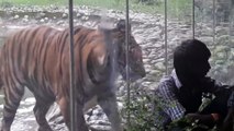 Ce tigre est bien décidé à dévorer ce touriste au zoo... tellement drôle