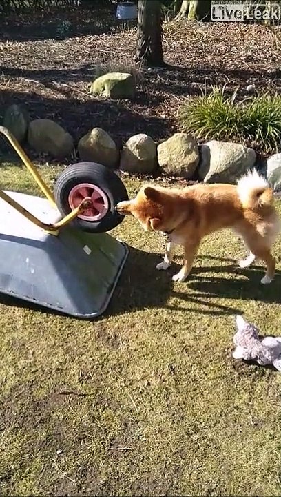 Ce chien a trouvé son nouveau jouet favoris : la roue de la brouette