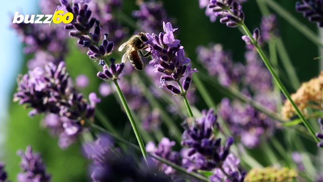Cancelación de ‘Spring Break’ Puede Afectar la Salud Mental