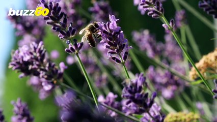 Cancelación de ‘Spring Break’ Puede Afectar la Salud Mental