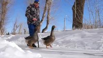 Un amante de las aves domestica a tres gansos y sale a pasear con ellos cada día