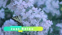 Relax Music | Study Music | Sleep Music | Meditation Music for Stress Relief | Instrumental Music