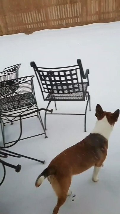 Claire Bear and Tucker Carlson LOVEthe Snow
