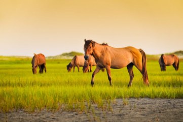 Majority of Shackleford Banks Horses Are Female, New Report Finds