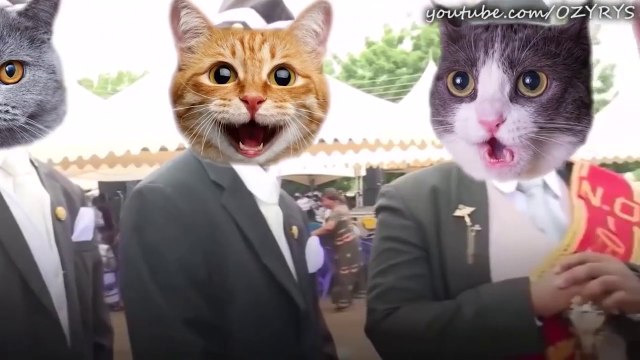 OZYRYS - Dancing Funeral Coffin Meme - CATS VERSION