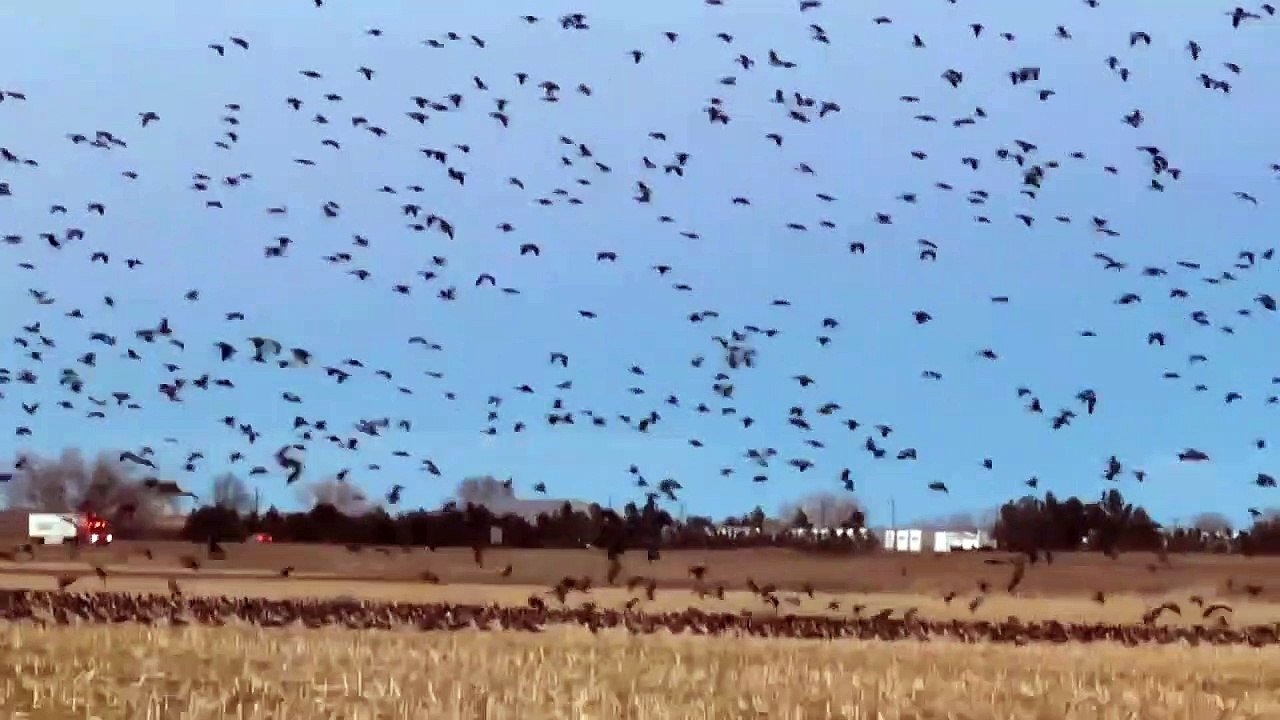 So Many Geese in One Cornfield