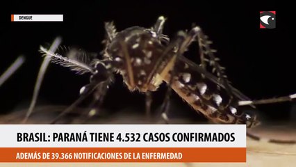 Brasil: El Estado de Paraná tiene 4.532 casos confirmados de dengue y 39.366 notificaciones de la enfermedad
