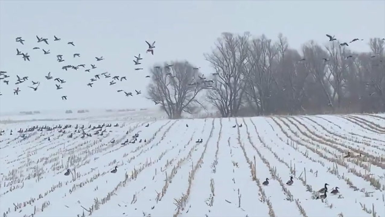 Flock of ducks enjoys a snowy South Dakota day