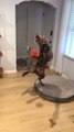Clumsy Dog Jumps and Falls While Trying to Catch Toy
