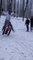 Guy Sledding Downhill Hits Bump in the Snow and Falls to the Ground