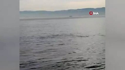 Yunusların denizdeki dansı