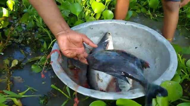 Best Fish Hunting Video. Fishing with Teta .Unique Fishing, Catch Big Fish | CreativeVilla.