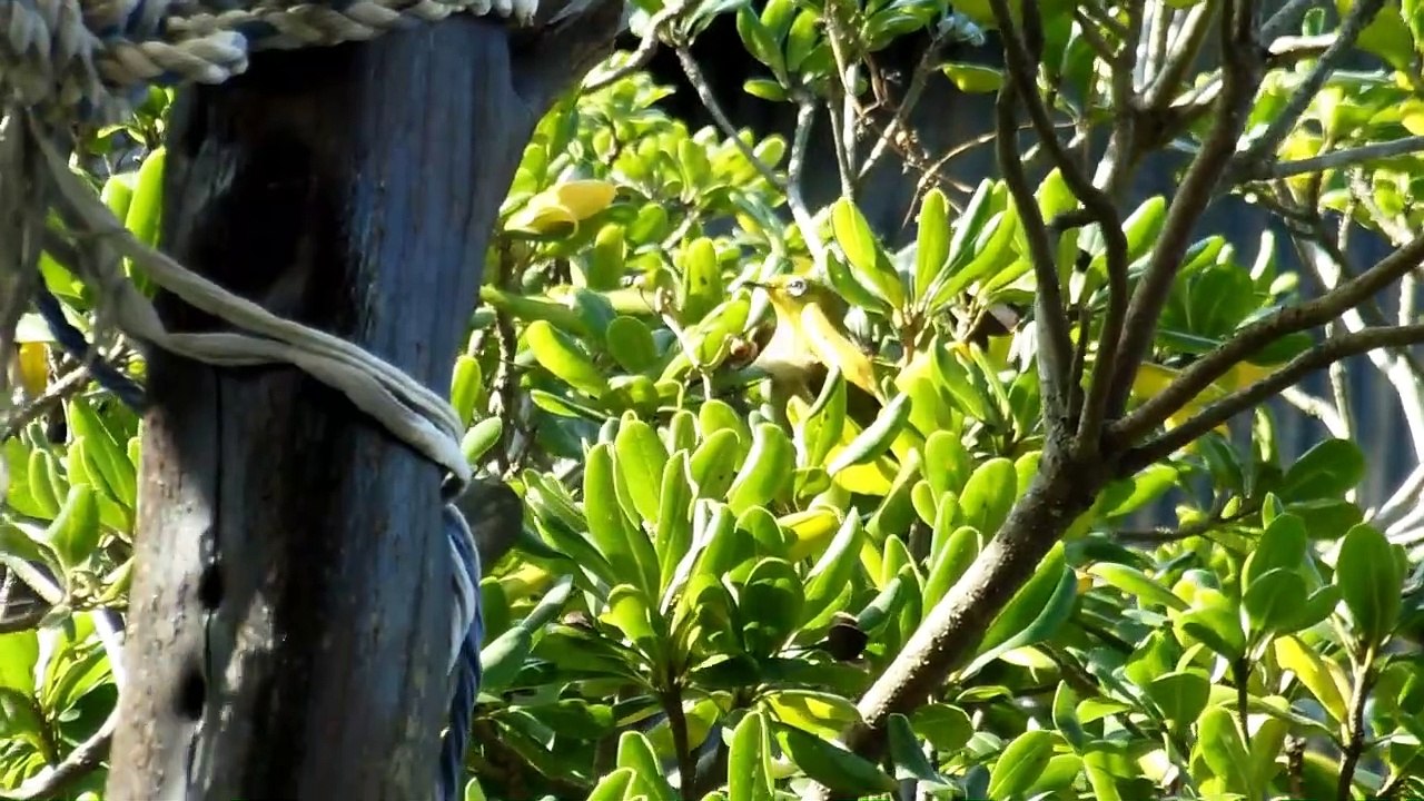 Birds at the Old Japanese Farm House