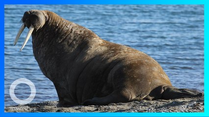 Télécharger la video: Walrus Hibernasi di Gunung Es, Bangun Terdampar di Pantai Irlandia - TomoNews