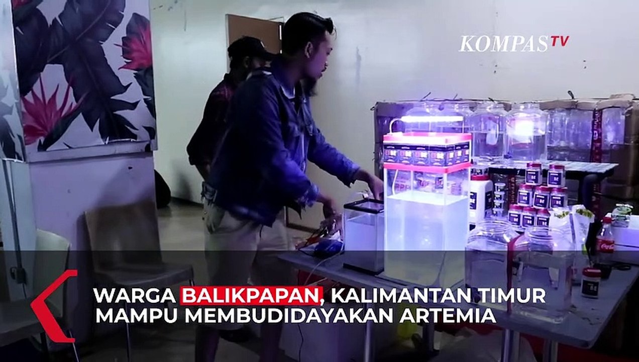 Budidaya Artemia, Ide Bisnis Dikala Maraknya Hobi Ikan Hias