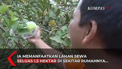 Raup Untung Hingga 100 Juta Rupiah dari Budidaya Jambu Kristal