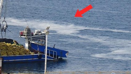 Çanakkale Boğazı'nı kaplayan 'müsilaj' balıkçıların kabusu oldu