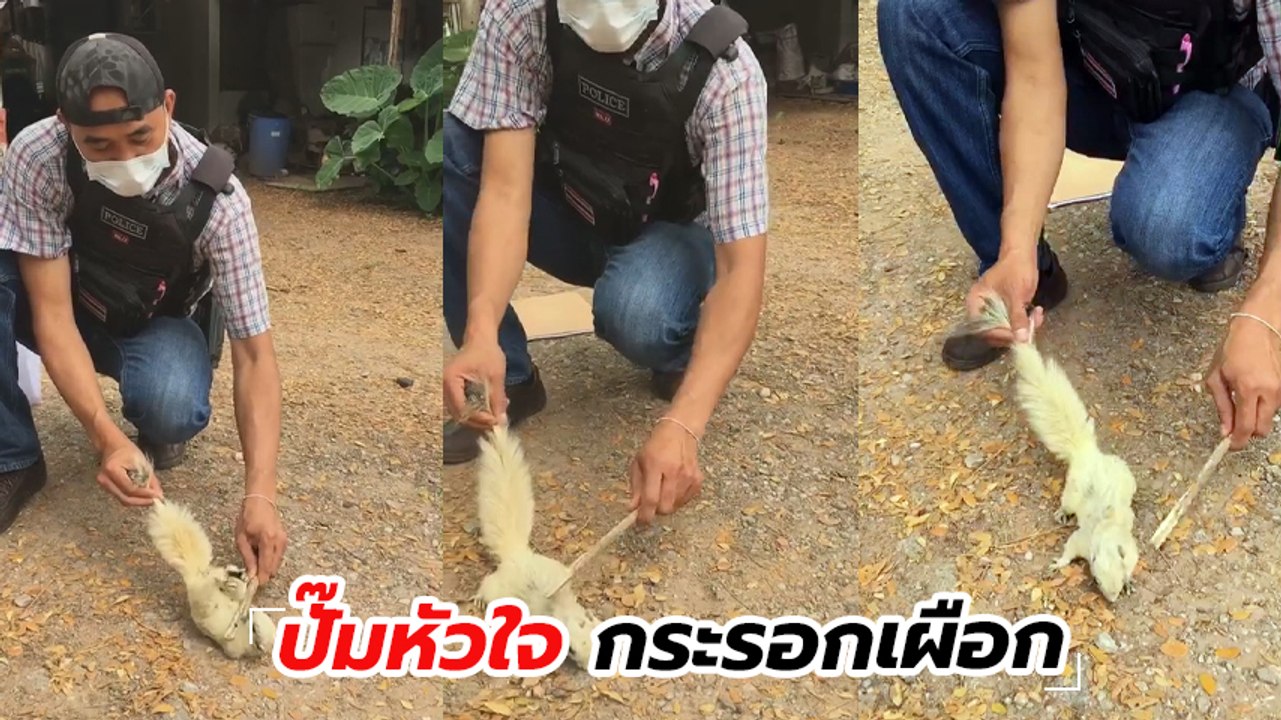 ชื่นชม ตำรวจทำ CPR ช่วยชีวิตกระรอกเผือก หลังโดนไฟช็อต