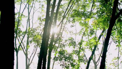 Popular Relax Music for Stress Relief, Meditation, Positive Energy, Study Music