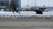 Rusya'da şehre inen ayı paniğe neden oldu