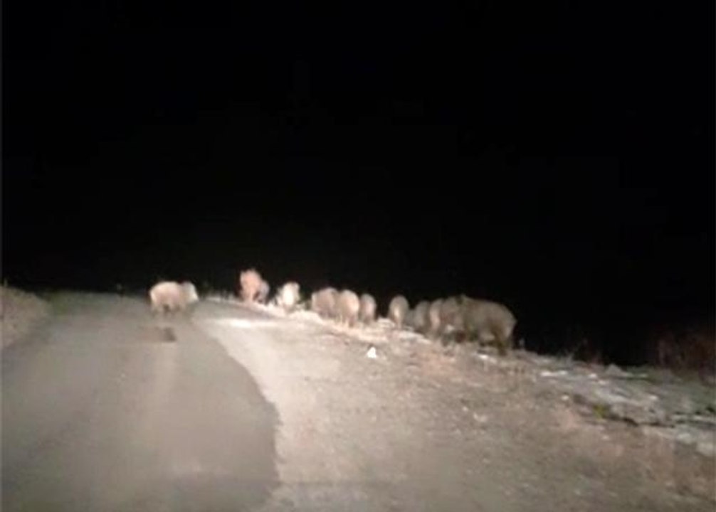 Gece karanlığında karşılarına domuz sürüsü çıktı
