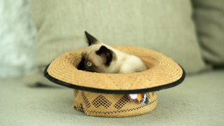 Cute cat inside a hat funny video