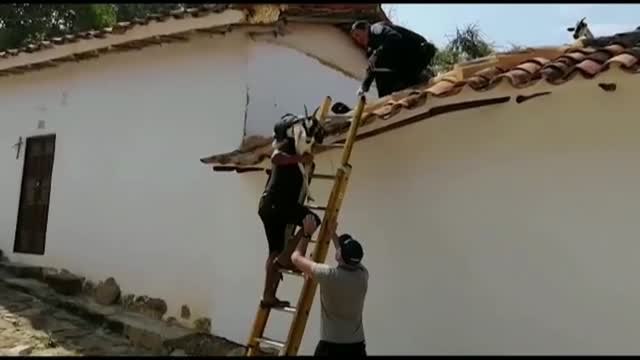 Un rebaño de cabras aparece sobre un tejado en Colombia