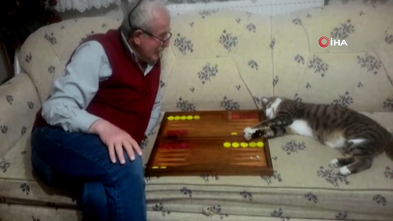 Sahibiyle Tavla Oynayan Kedi, Sosyal Medyanın İlgi Odağı Oldu