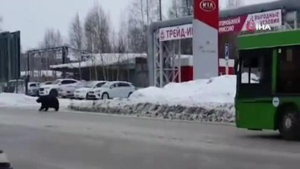 Rusya'da şehre inen ayı paniğe neden oldu