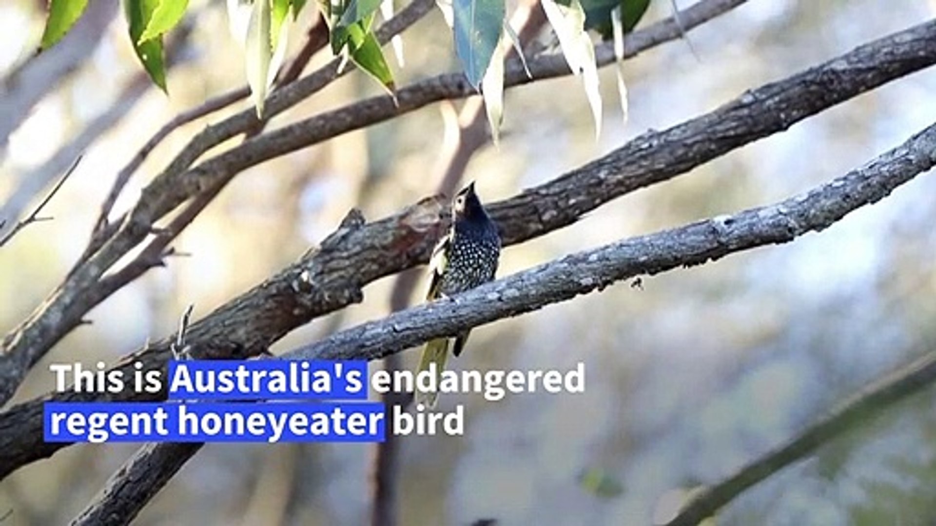 ⁣Endangered Australian songbird 'losing its song'