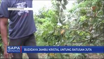 Budidaya Jambu Kristal Untung Ratusan Juta