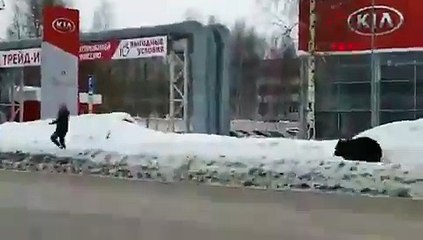 Kafesten kaçtıktan sonra sokakta insanları kovalayan ayıya otobüs çarptı