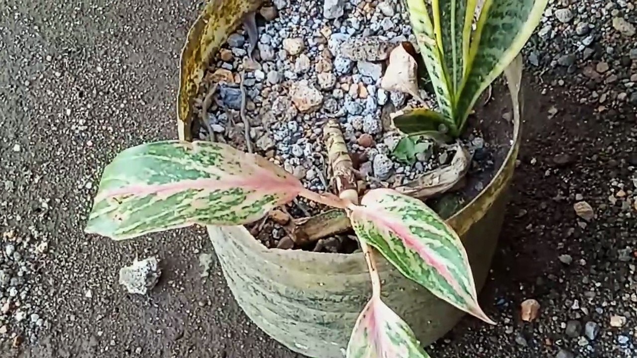 nice plants..