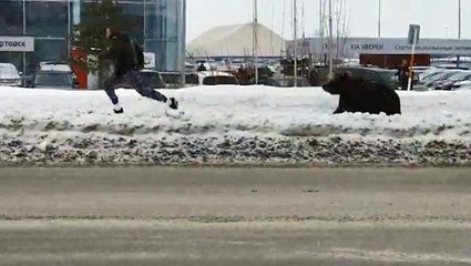Kafesten kaçan ayı vatandaşların kabusu oldu! O anlar kamerada