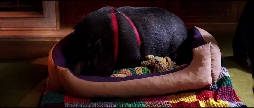 Tutte lo vogliono - Trailer