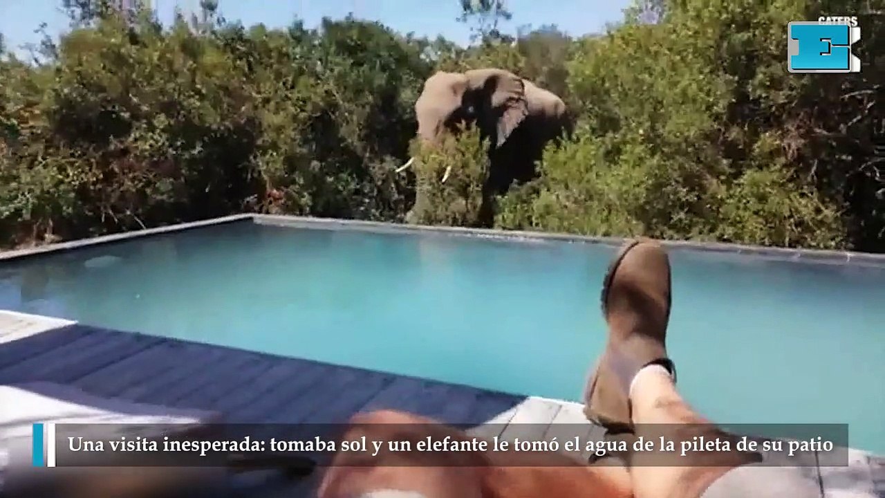Una visita inesperada tomaba sol y un elefante le tomó el agua de la pileta de su patio