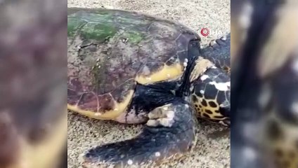 Fırtınada caretta carettalar sahile vurdu