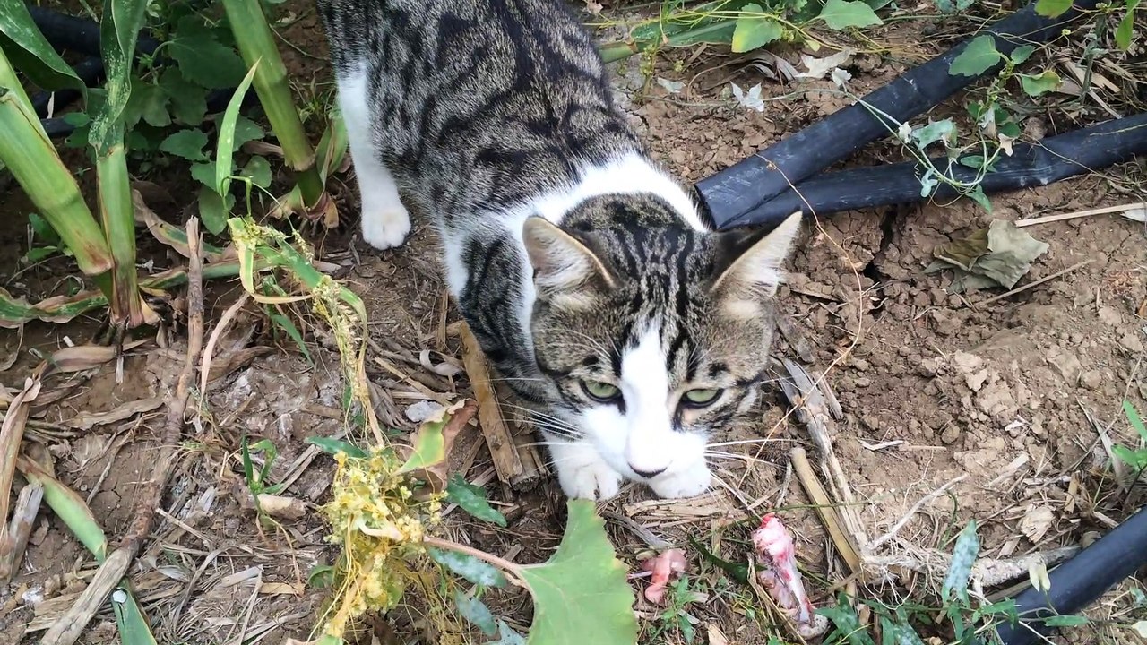 Dağ evindeki en temiz üstlü kedi