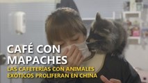 Un café con animales exóticos en China