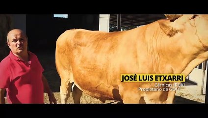 Así es Goliat, el buey más grande de España