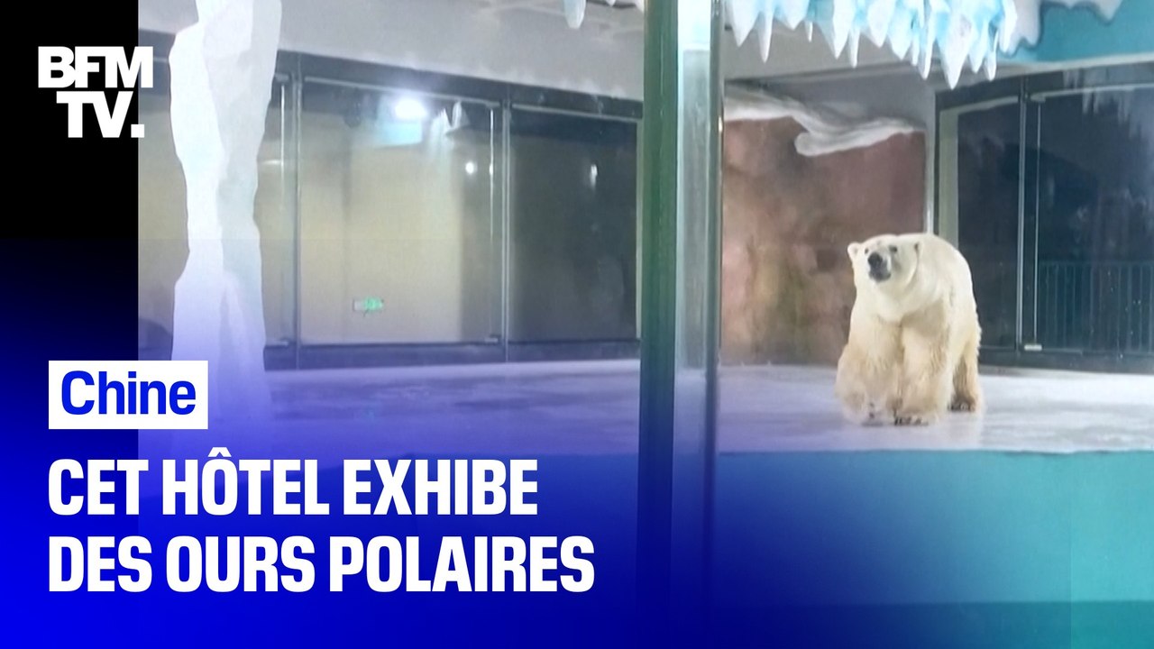 Cet hôtel chinois exhibe des ours polaires