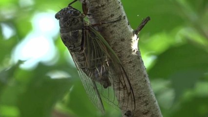 The 17-Year Cicadas Are Returning to the East Coast This Summer—and Yes, You Can Eat Them