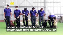 Expertos de Tailandia Afirman Que Los Perros Pueden Olfatear el Covid-19 Con Una Precisión Cercana al 95%
