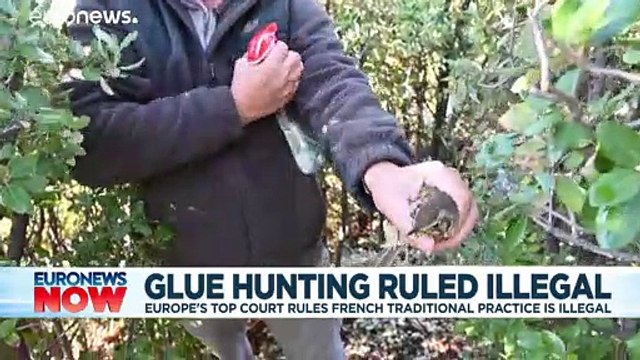 Europe's top court rules French way of catching songbirds is illegal
