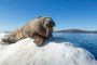 This Walrus Fell Asleep on an Iceberg and Woke Up in Ireland